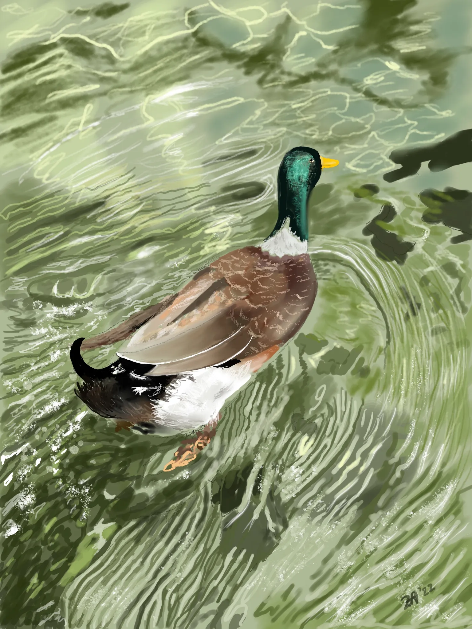 Duck in Stream