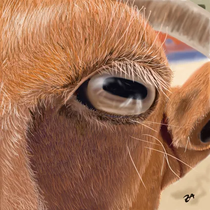 Goat's Eye