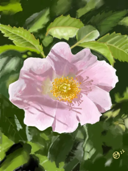 Wild Rose